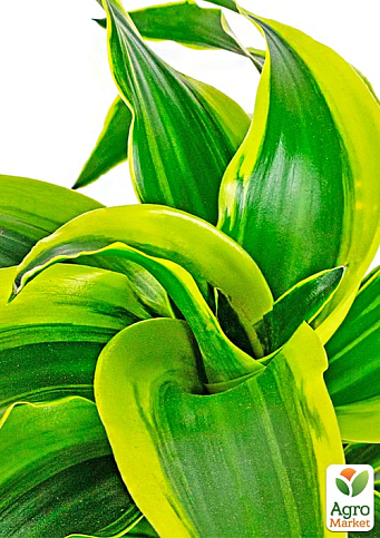 LMTD Драцена "Tornado" (висота 20-30см) - фото 7