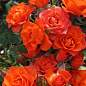 Роза мініатюрна "Оранж мікадо" (саджанець класу АА +) вищий сорт