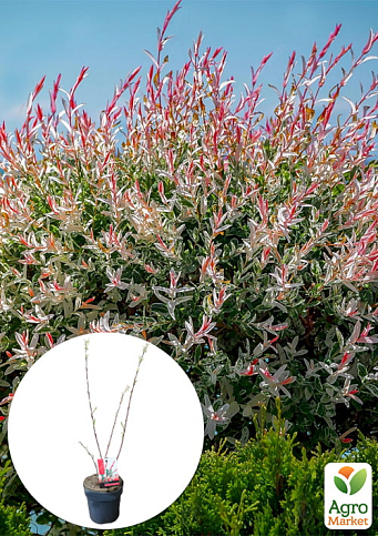 LMTD Ива розоволистная "Flamingo" 