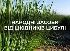 Народні методи боротьби з черв'ячками в пір'ї цибулі - корисні статті про садівництво від Agro-Market