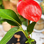 Антуріум (Anthurium) "Tropic Fire"