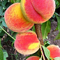 Персик "Канадіан Хармоні" (літній сорт, середній термін дозрівання) цена