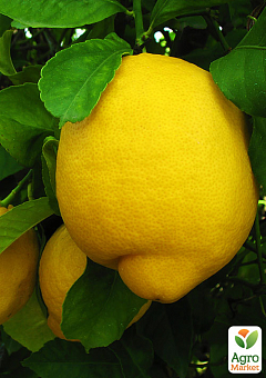 Лимон "Гібрид Скорневідського" вага плода до 500г NEW1