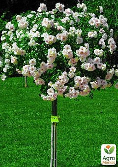 Роза почвопокровная в штамбе "Айс Мейяндекор" (саженец класса АА+) высший сорт NEW1