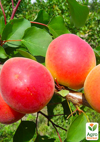 Абрикос "Медіабель" (літній сорт, середній термін дозрівання)