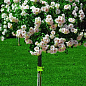 Троянда грунтопокривна в штамбі "Айс Мейяндекор" (саджанець класу АА +) вищий сорт NEW