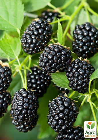 Эксклюзив! Ежевика черная "Садовое чудо" (Garden miracle) (премиальный высокоурожайный сорт, среднераннего срока созревания)