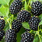 Эксклюзив! Ежевика черная "Садовое чудо" (Garden miracle) (премиальный высокоурожайный сорт, среднераннего срока созревания)