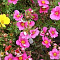 Перстач чагарниковий 2-х літній "Pink Paradise", С1.5 купить