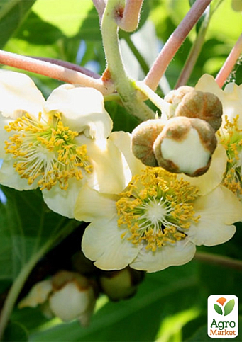 LMTD Ківі "Atlas" (чоловічий запилювач сортовий, укорінений) - фото 3