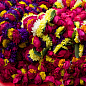 Комплект семян цветов на развес "Бархатная клумба" 5уп