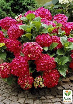 Гортензия крупнолистная курчавая "Red beauty"11