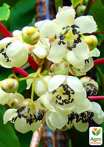 Киви мужской опылитель "Мальбэк" (Один саженец опыляет до 5-6 растений!)