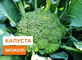 Як виростити броколі в саду або на присадибній ділянці - корисні статті про садівництво від Agro-Market