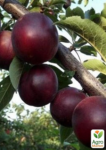 Алыча-Абрикосовый гибрид "Черрикос" (с легким ароматом клубники)
