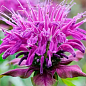 Бергамот (Монарда)  "Petite Delight"