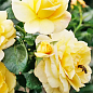 Роза флорибунда "Sunstar" (саженец класса АА+) высший сорт