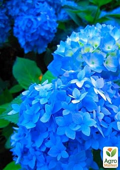 Эксклюзив! Гортензия крупнолистная лазурно-синяя "Сон Эммы" (премиальный, неприхотливый сорт)6