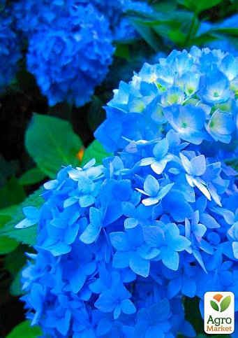 Эксклюзив! Гортензия крупнолистная лазурно-синяя "Сон Эммы" (премиальный, неприхотливый сорт) - фото 5
