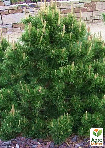 Сосна горная карликовая "Montana" (Pinus Mugo) горшок P9 - фото 2