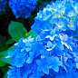 Эксклюзив! Гортензия крупнолистная лазурно-синяя "Сон Эммы" (премиальный, неприхотливый сорт)