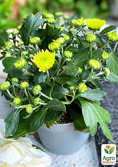 Хризантема "Classic Green" (Нідерланди)10