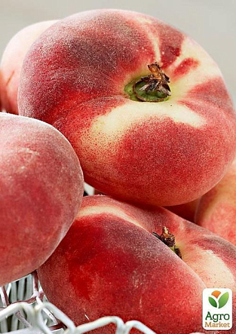 Інжирний персик "Інжирний класичний" (літній сорт, середній термін дозрівання)