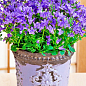 Кампанула цветущая "Isophylla Violet" (Нидерланды) купить