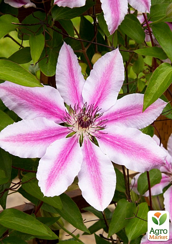 LMTD Клематис 2-х летний "Nelly Moser" (высота 40-60 см) - фото 3