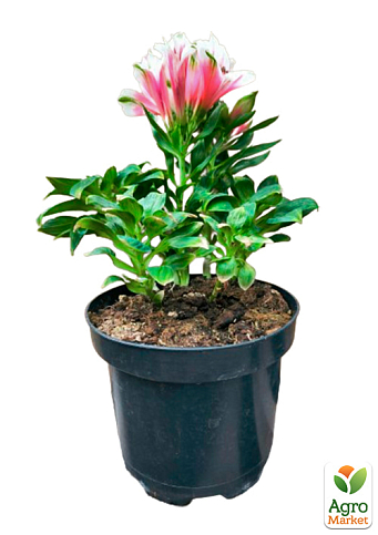 Альстромерия inticancha "Maya" (выращено in-vitro) С1,5 - фото 5