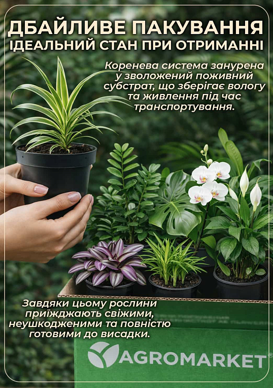 Бонсай "Polyscias Fabian" 