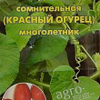 Тладіанта сумнівна "Червоний огірок" ТМ "Велика галявина" 3шт