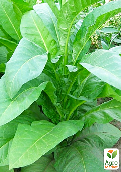 Насіння Тютюн для паління "Меріленд" ТМ "Vesna Select" 0.5г9