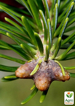 Ялиця Європейська біла 5-річна (Abies alba) С5, висота 30-40 см26