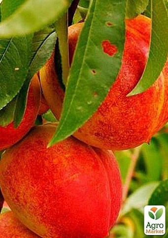 Нектарин "Ред Голд" (лисий персик, літній сорт, середній термін дозрівання) - фото 4