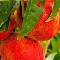 Нектарин "Ред Голд" (лисий персик, літній сорт, середній термін дозрівання)