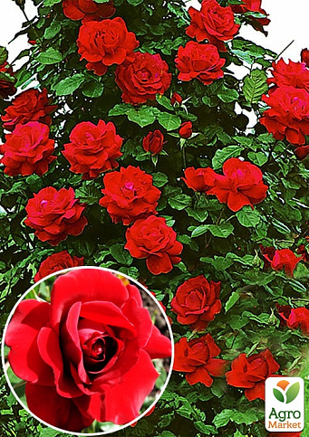 Роза плетистая "Sympathie" (Симпатия) (саженец класса АА+) высший сорт