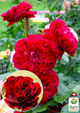 Роза английская "Кинг Артур" (саженец класса АА+) высший сорт