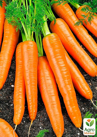 Морковь "Без сердцевины" (Зипер) ТМ "Весна" 5г - фото 2