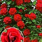 Троянда плетиста "Sympathie" (Симпатія) (саджанець класу АА +) вищий сорт