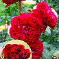 Роза английская "Кинг Артур" (саженец класса АА+) высший сорт