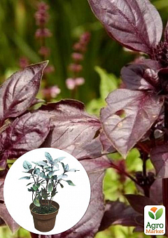 Базилик кустовой "Ред Рубин" (кадочное растение, высокодекоративный куст)2