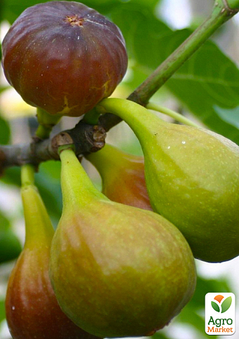 Інжир коричневий "Рандіно" саджанець 2 роки (ремонтантний, ранній сорт) - фото 5