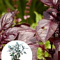Базилик кустовой "Ред Рубин" (кадочное растение, высокодекоративный куст)