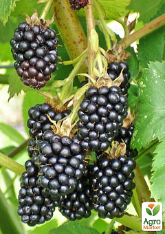 Ежевика "Дирксен Торнлесс" (Rubus fruticosus "DirksenThornless") Нидерланды, вазон П910