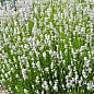 LMTD Лаванда белоснежная 2-х летняя "Edelweiss" (20-30см)