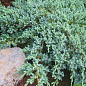 Можжевельник чешуйчатый "Blue Carpet" горшок Р9
