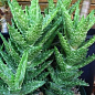 Суккулент "Алоэ" (Aloe Juvenna) (Нидерланды)