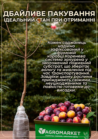 Эксклюзив! Гибрид слива-абрикос колоновидный окрас от лилового до бордового "Медина" (Medina) (премиальный супер сладкий сорт,средний срок созревания) - фото 3
