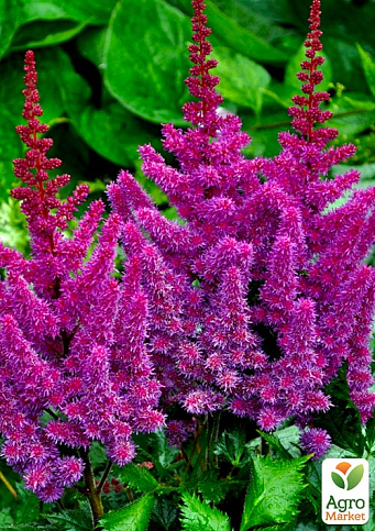 Астильба "Purpurkerze" 1шт